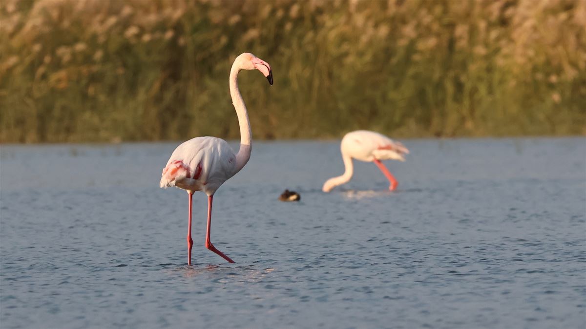 Flamingo