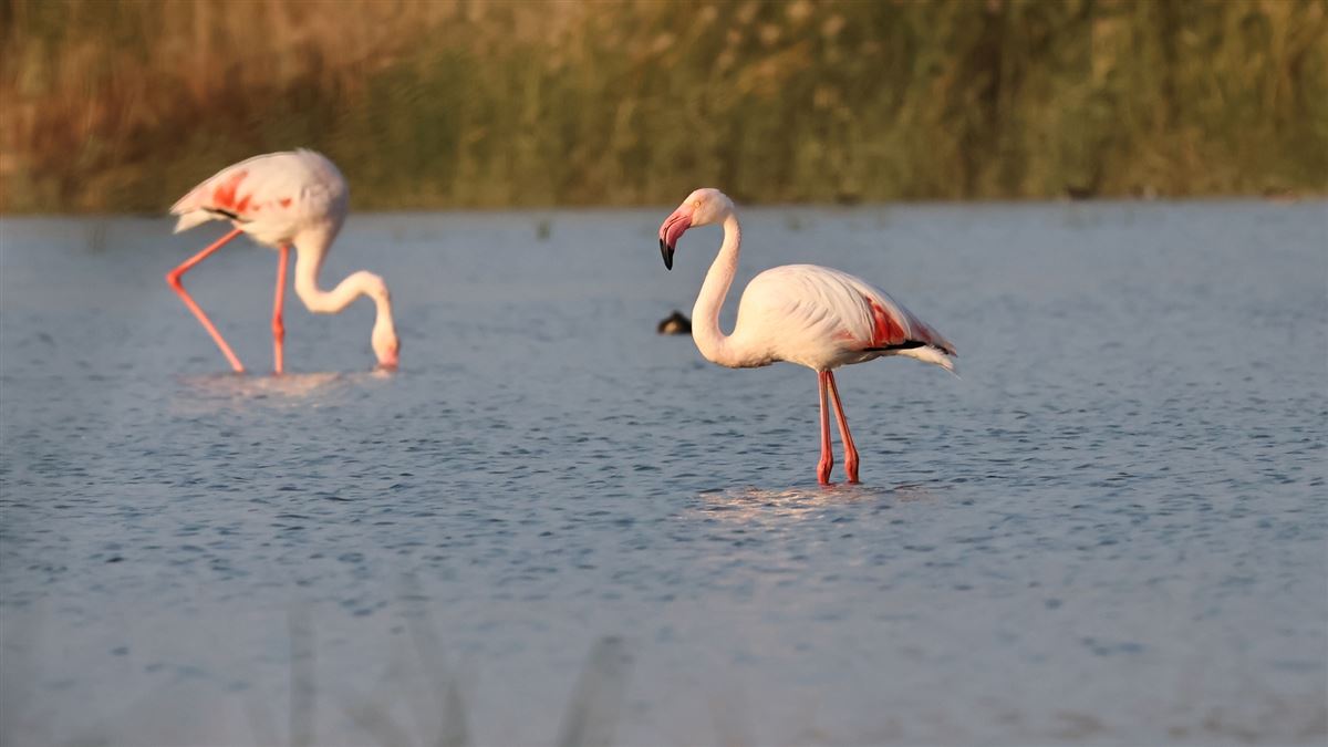 Flamingo