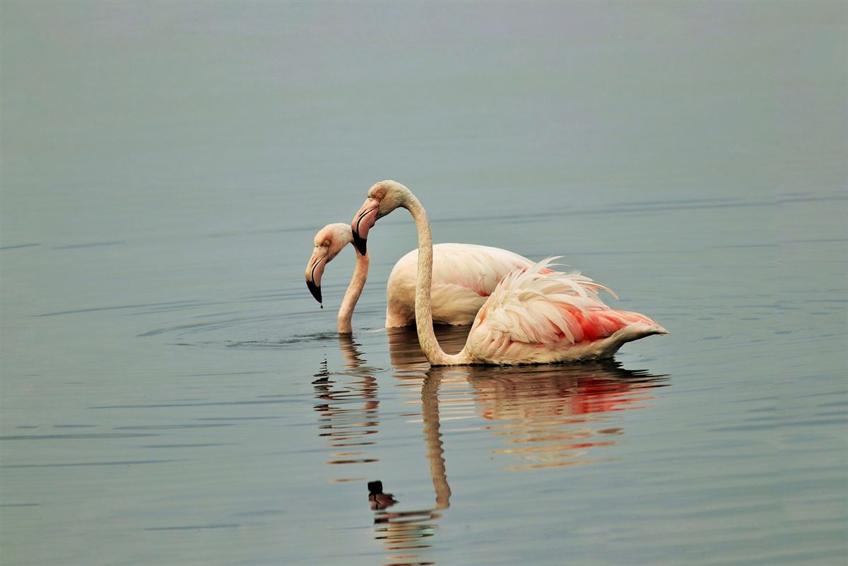 Flamingo