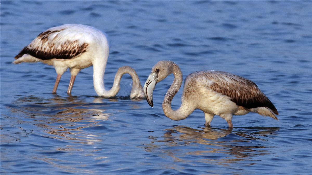 Flamingo