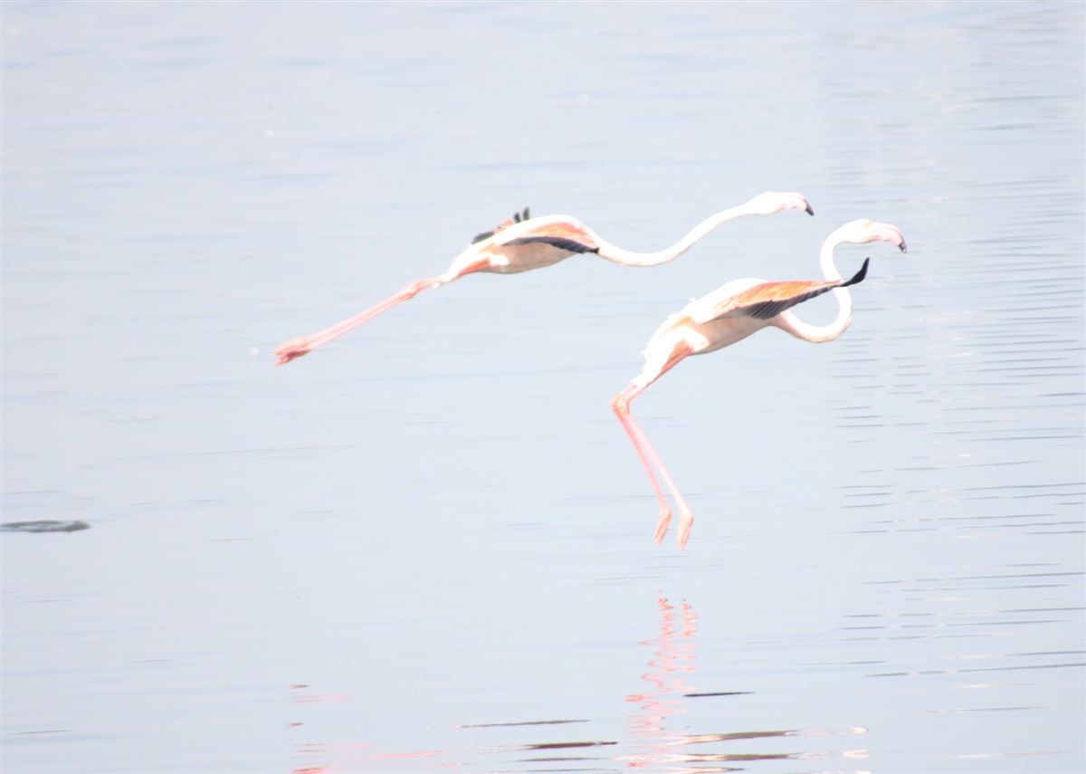 Flamingo