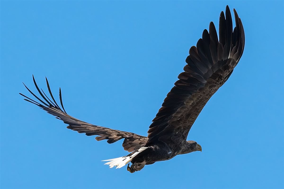 Akkuyruklu Kartal