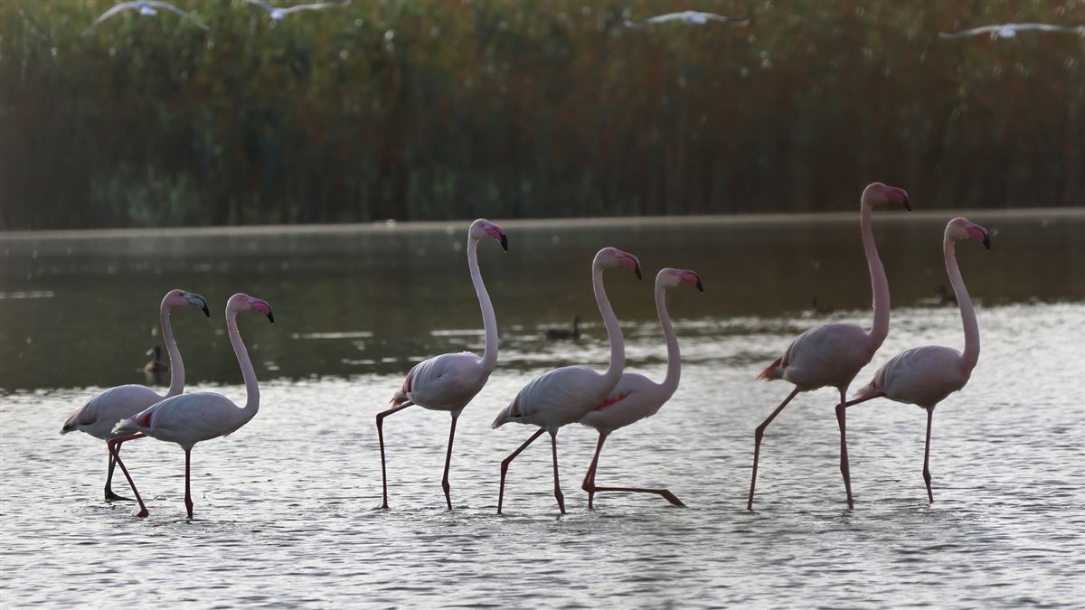 Flamingo