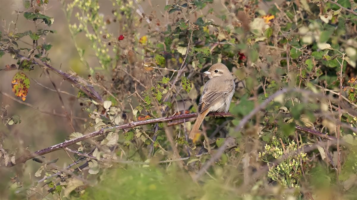 Kızılkuyruklu Örümcekkuşu