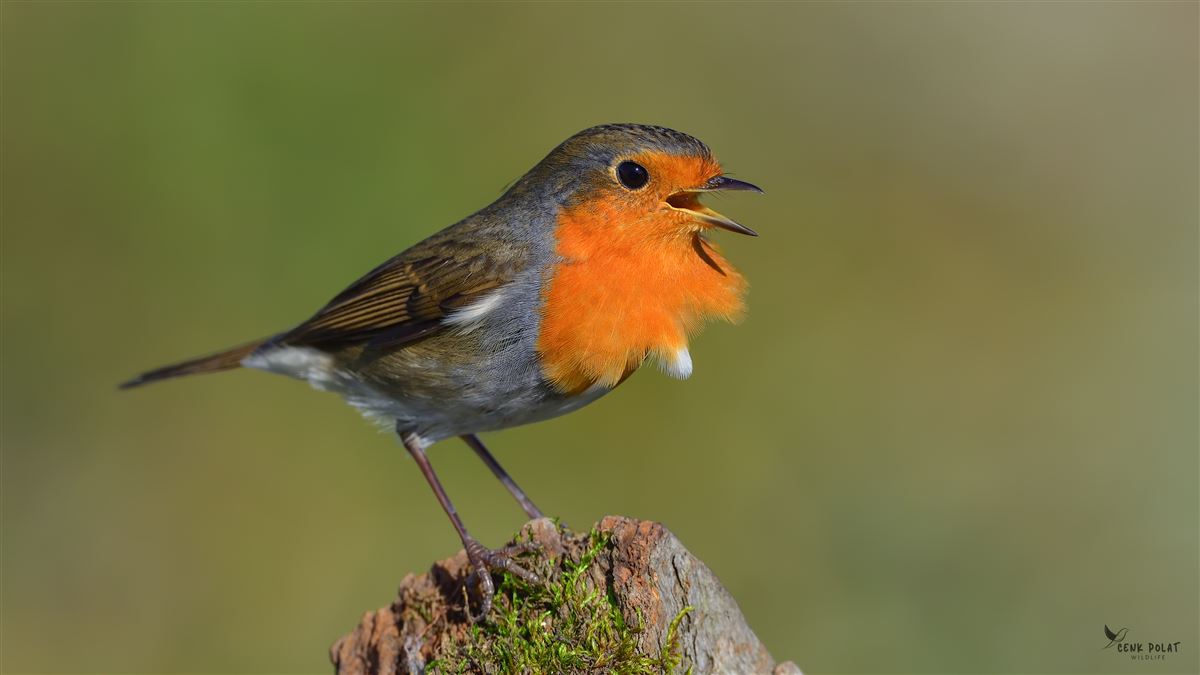 Kızılgerdan