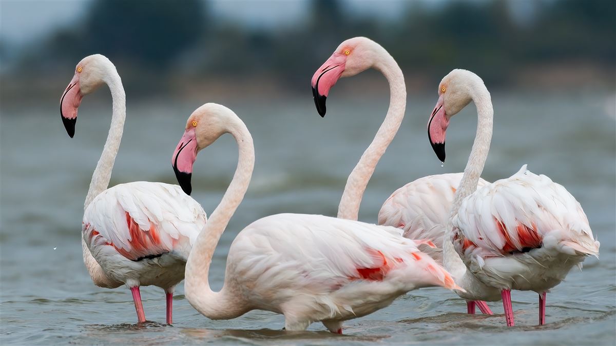 Flamingo