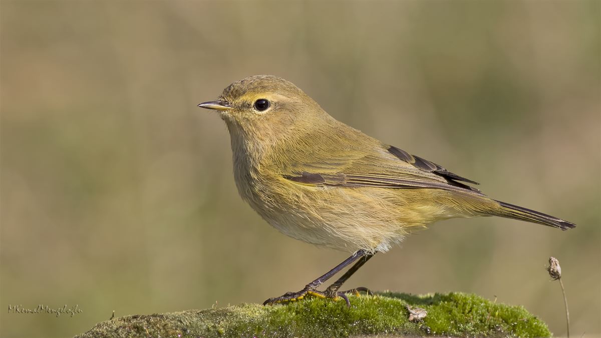 Çıvgın