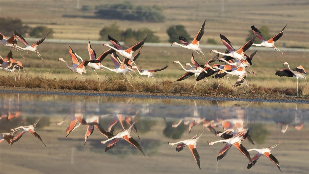 Flamingo