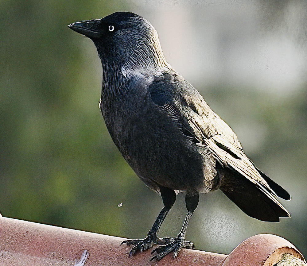 Küçük Karga
