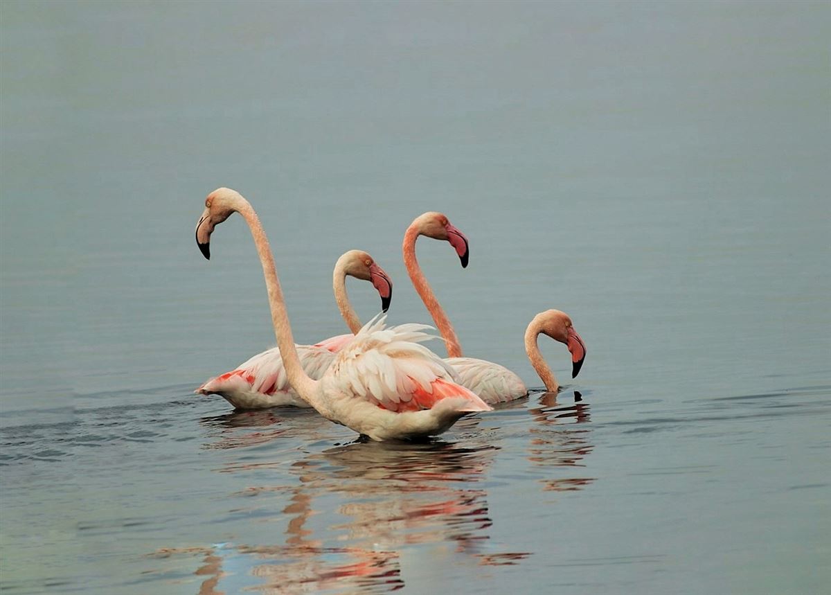 Flamingo