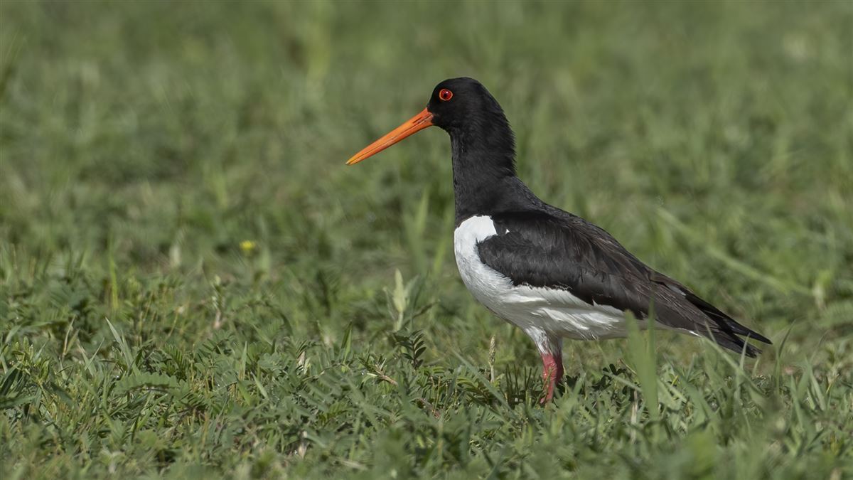 Poyrazkuşu