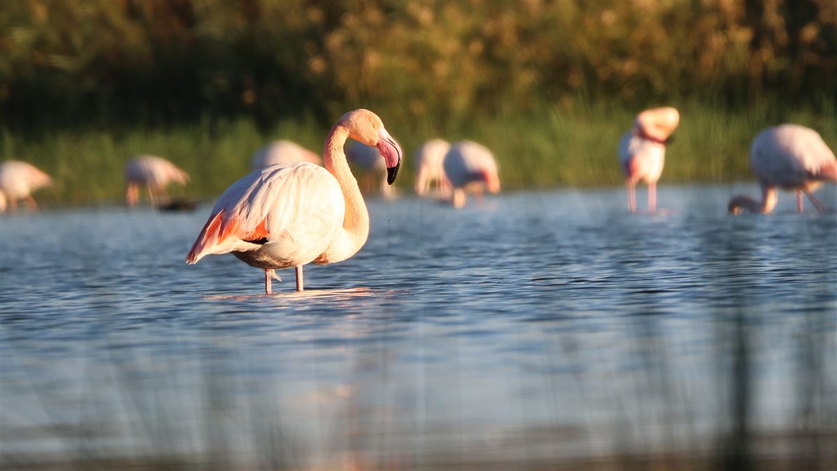 Flamingo
