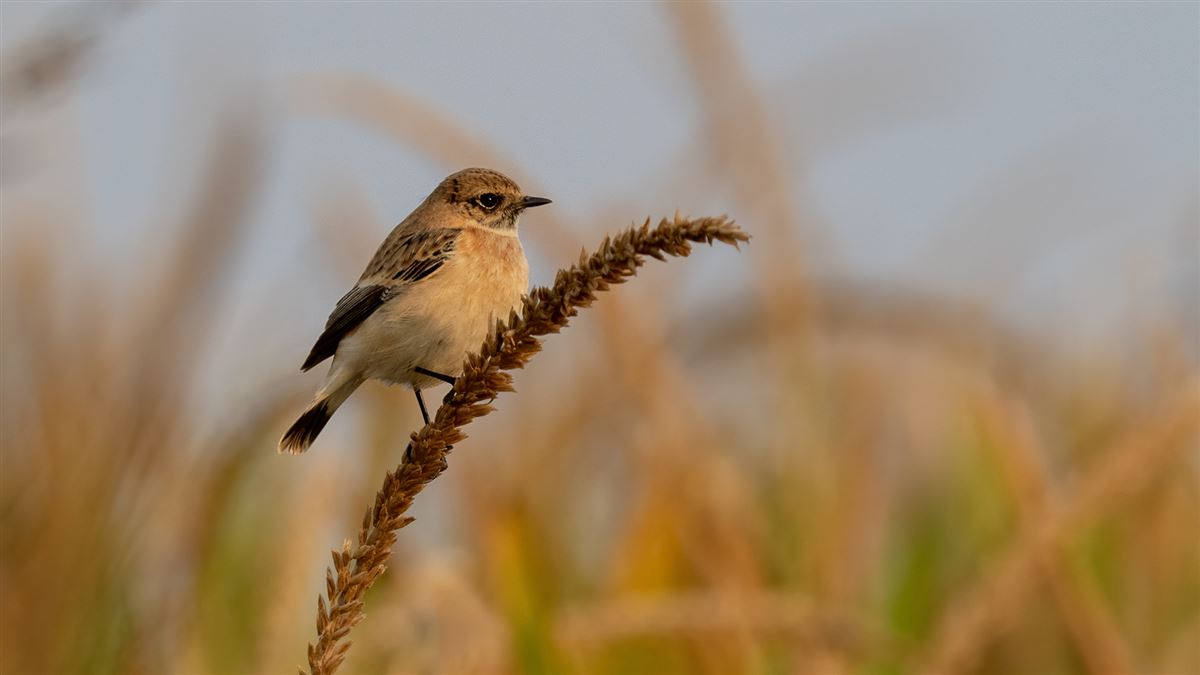 Sibirya Taşkuşu