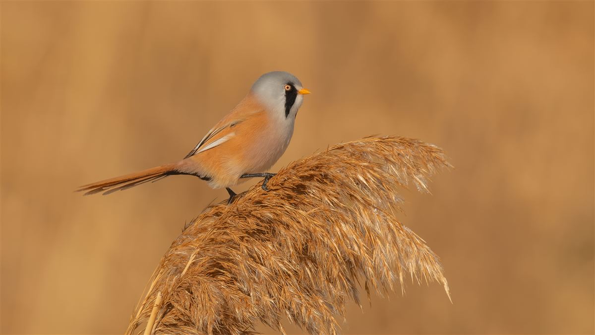 Bıyıklı Baştankara