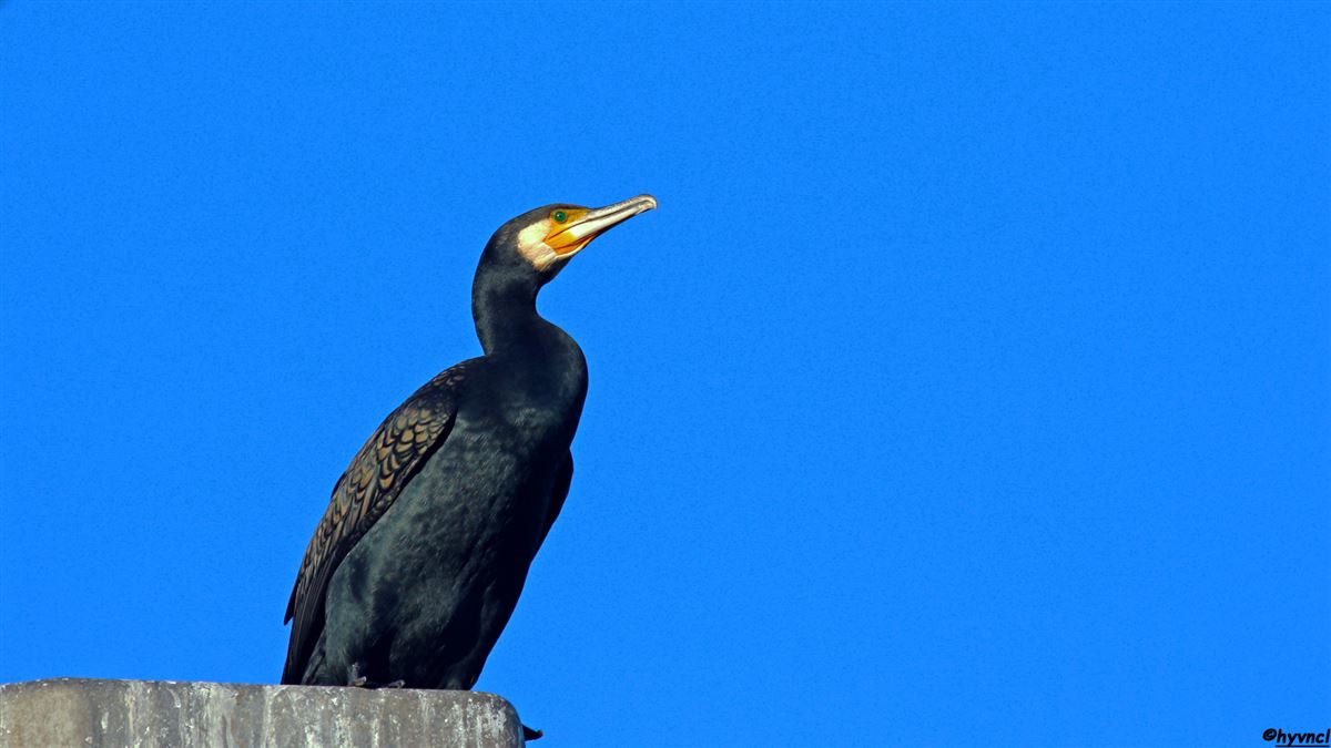Karabatak