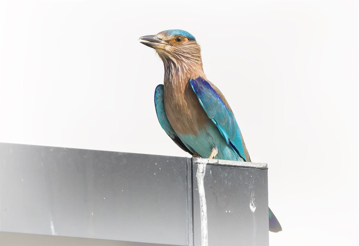 Indian Roller