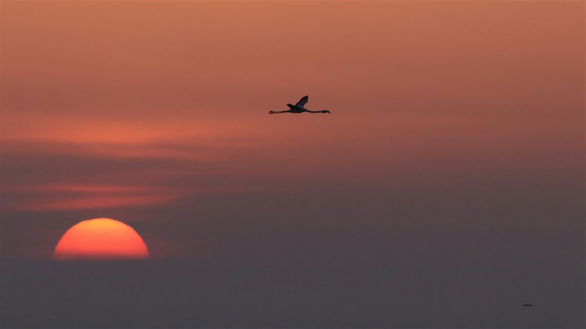 Flamingo