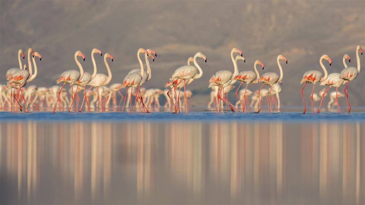 Flamingo