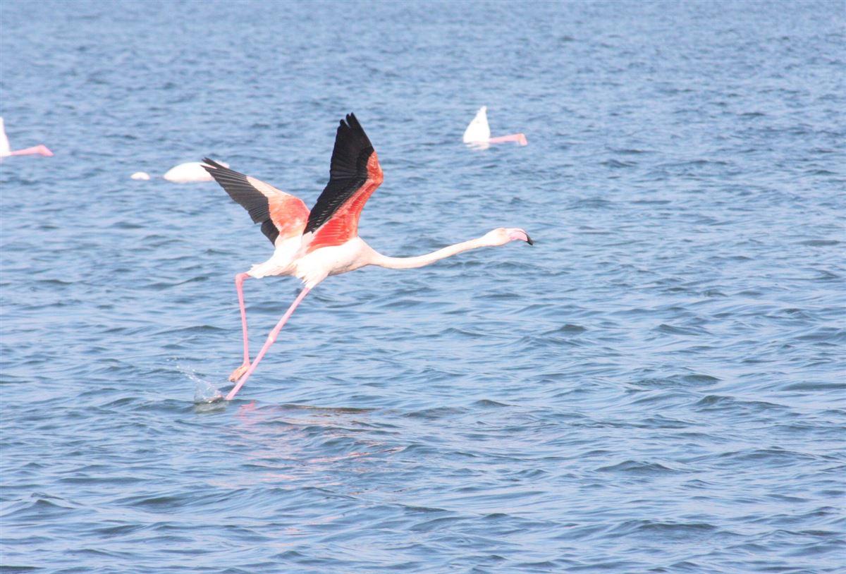 Flamingo