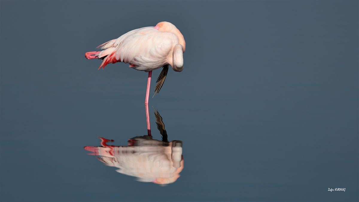 Flamingo