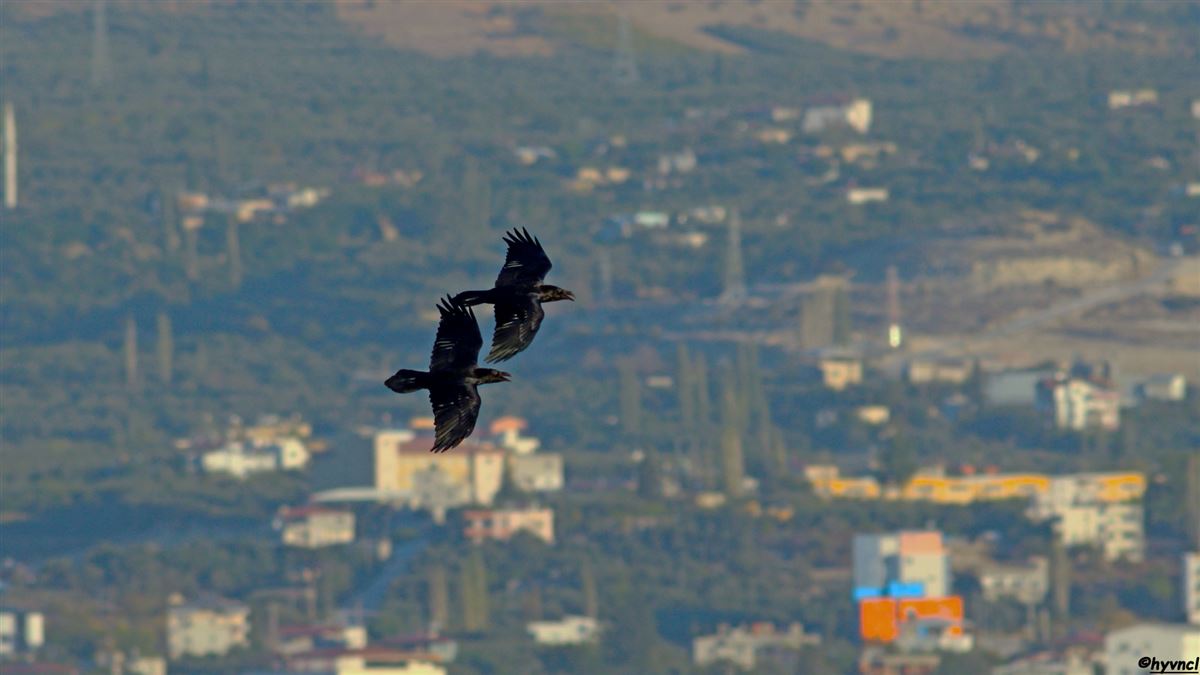 Kuzgun