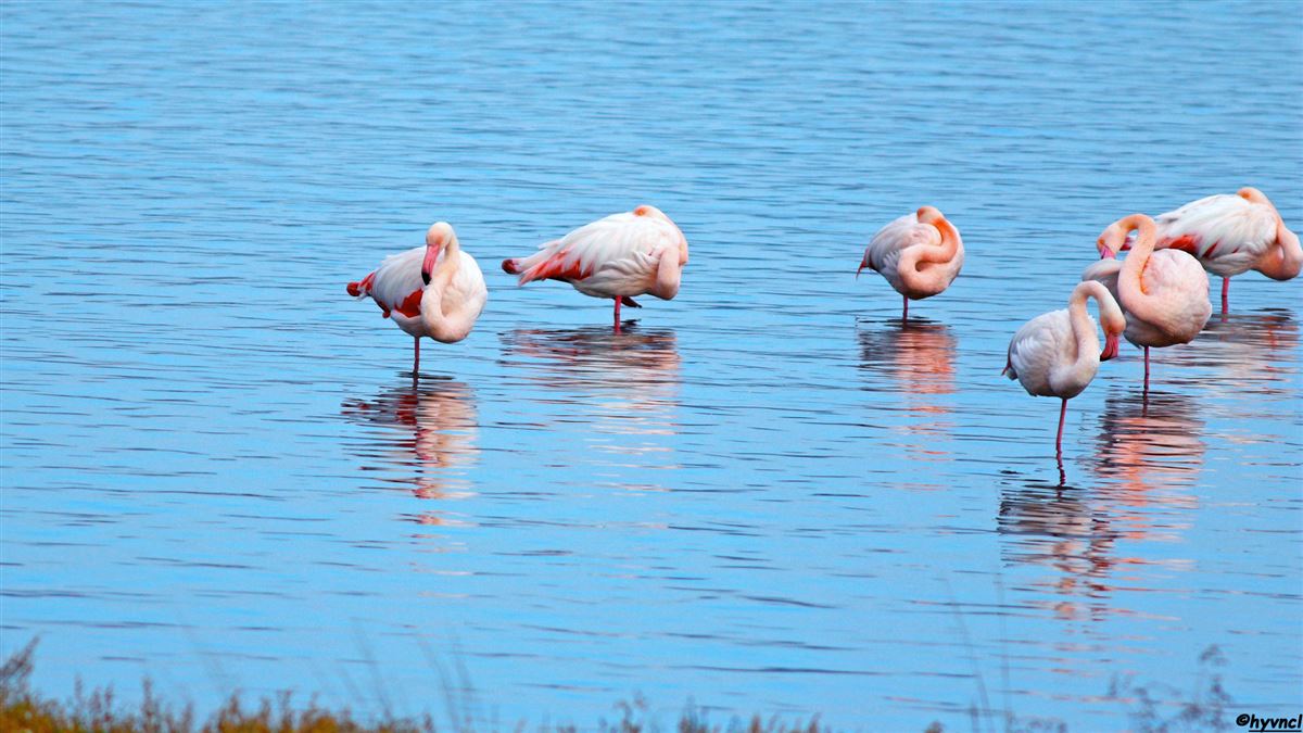 Flamingo