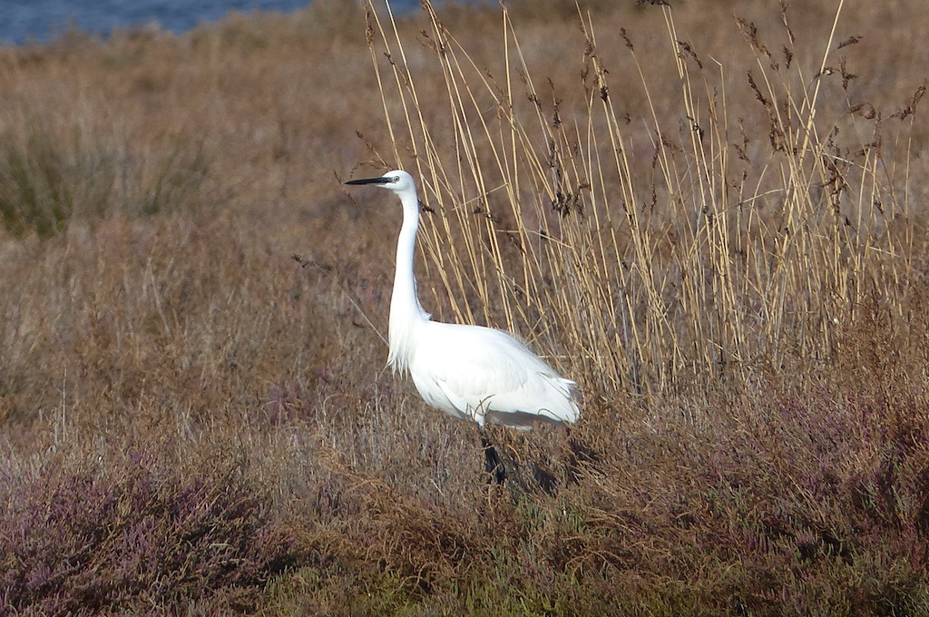 Küçük Ak Balıkçıl