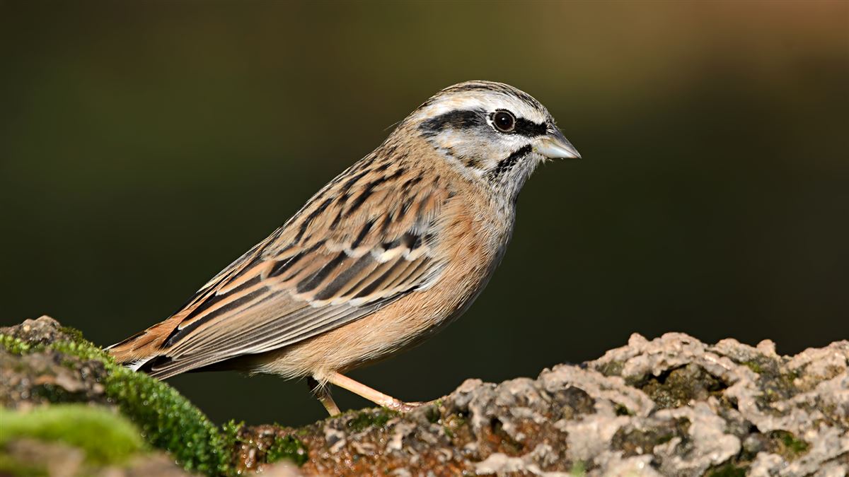 Rock Bunting