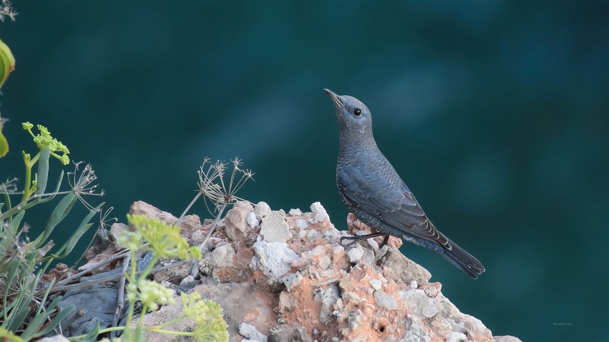 Gökardıç