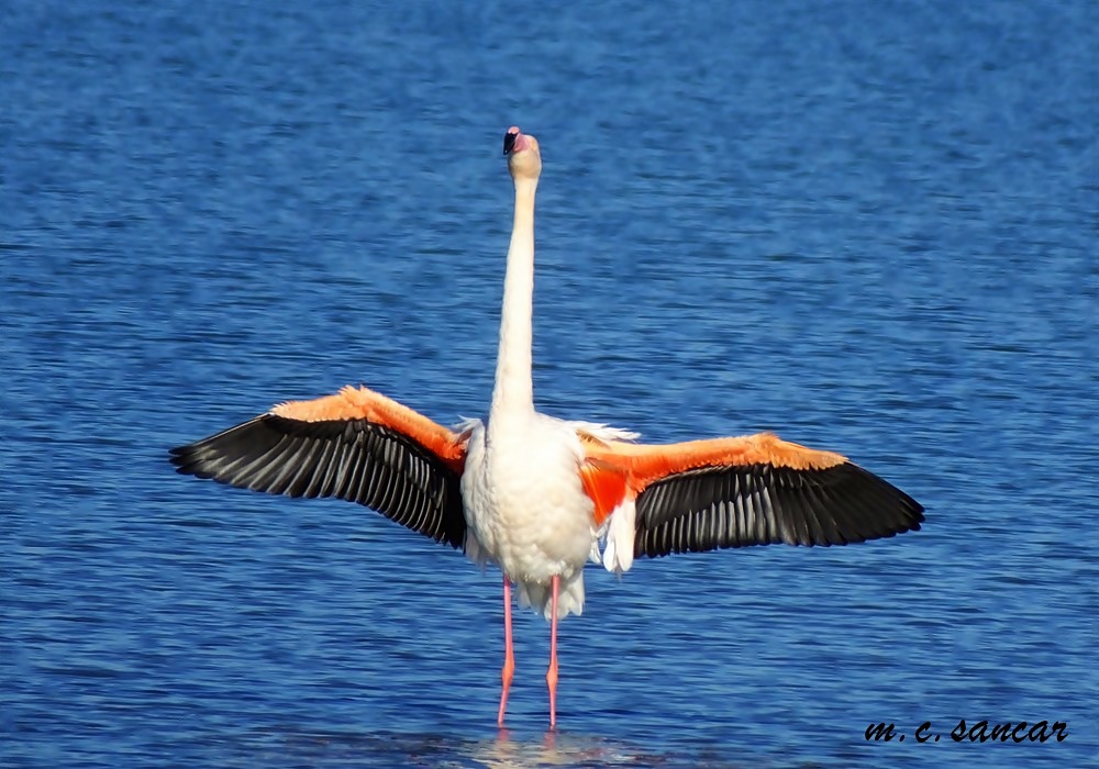 Flamingo