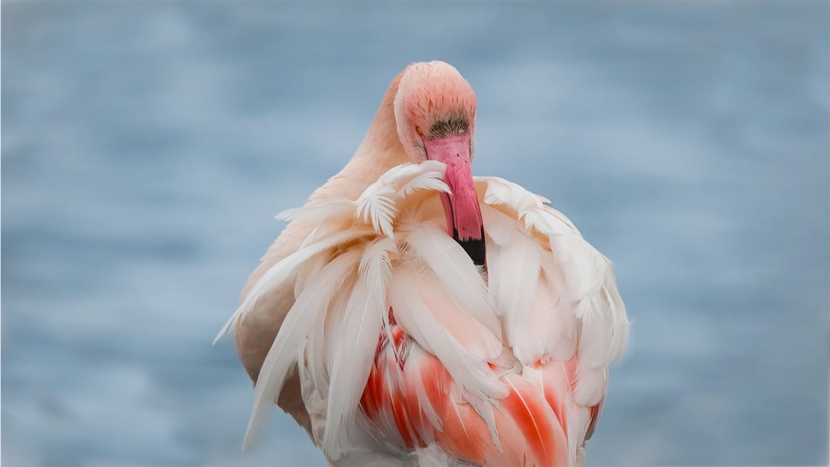 Flamingo