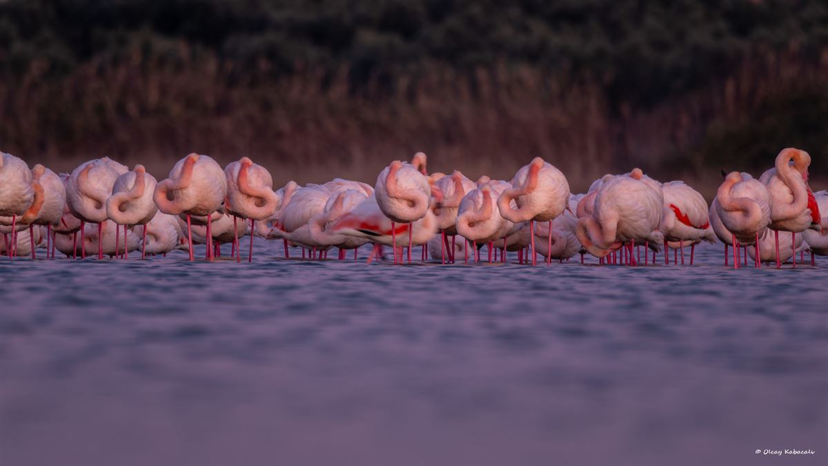Flamingo