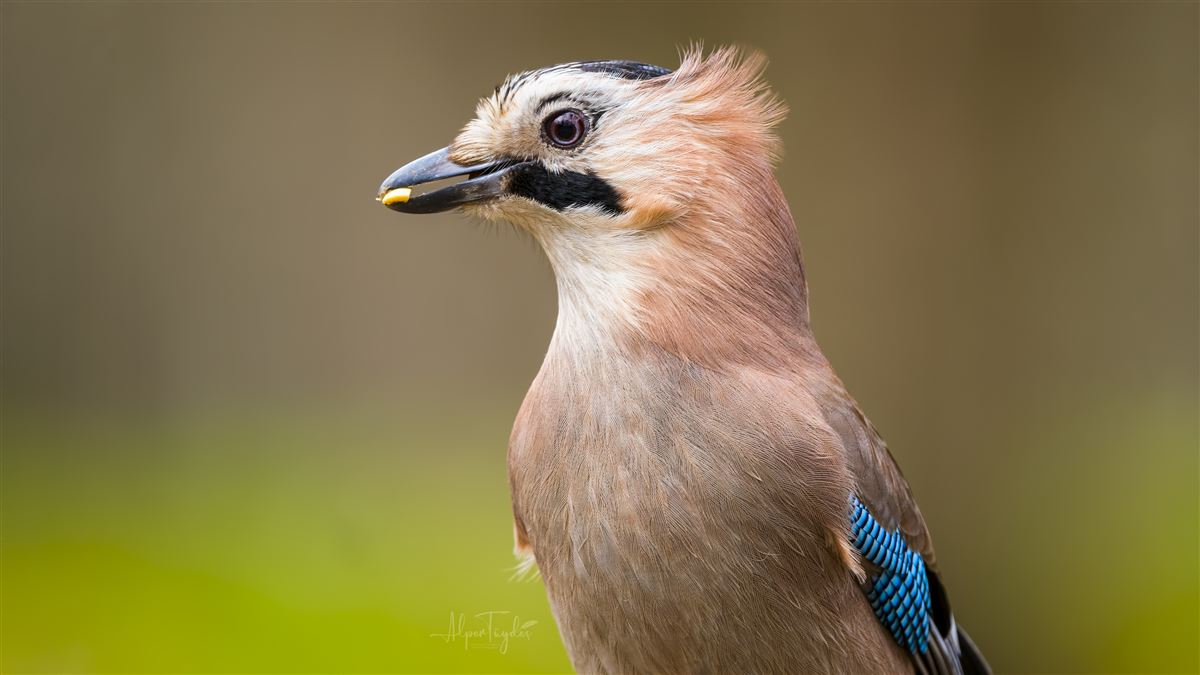 Alakarga