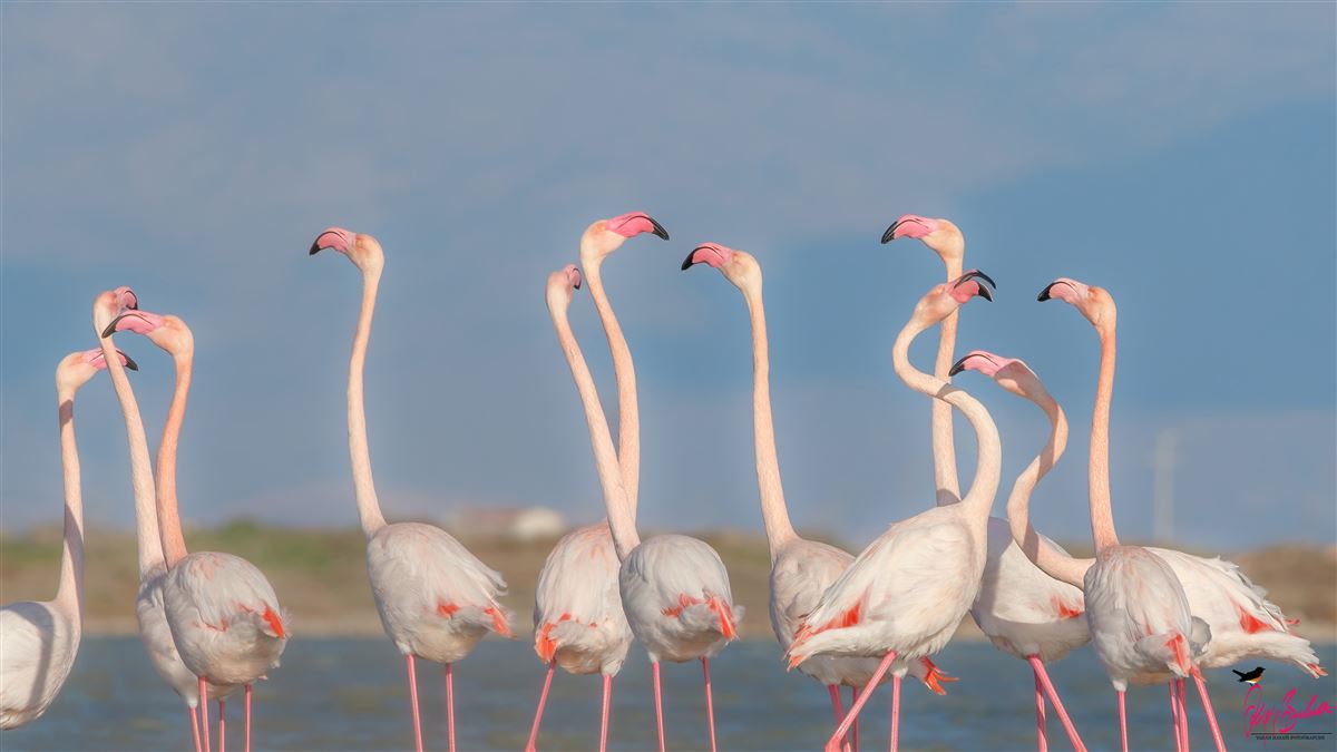Flamingo