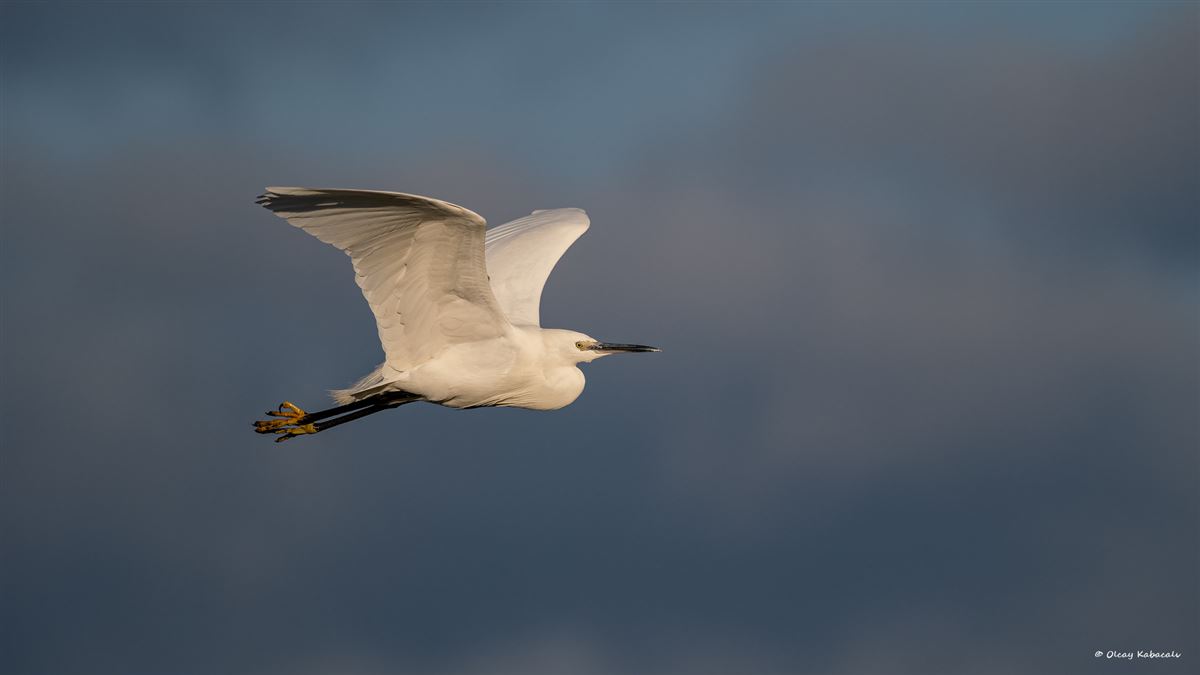 Little Egret
