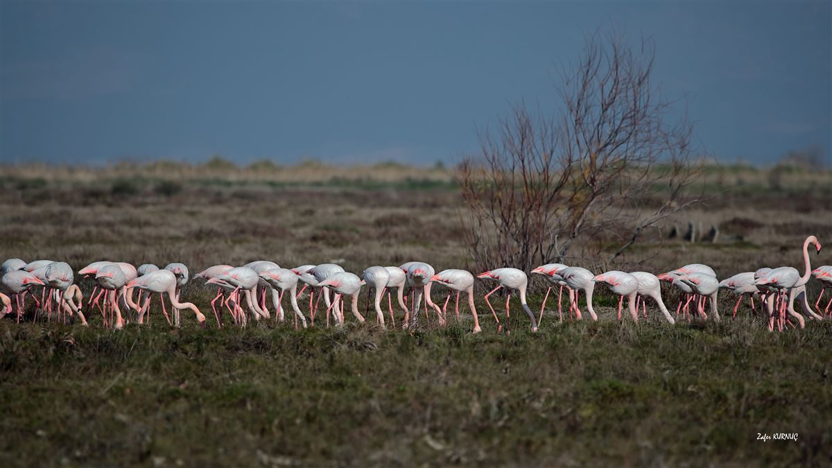 Flamingo