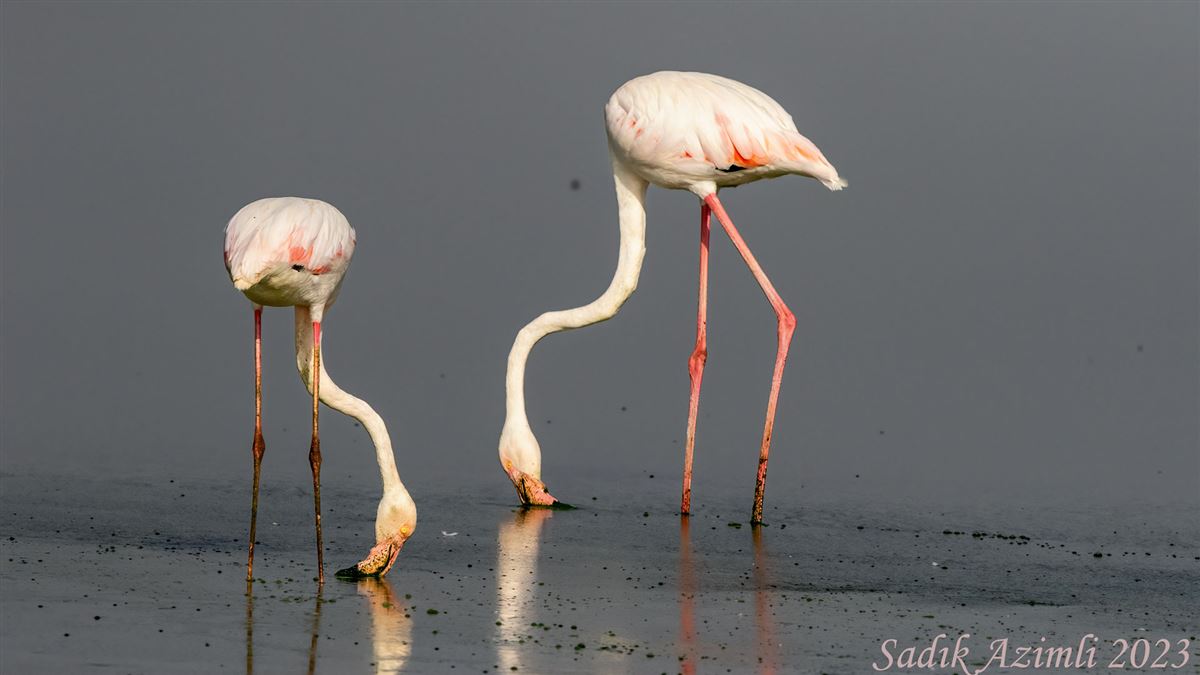 Flamingo