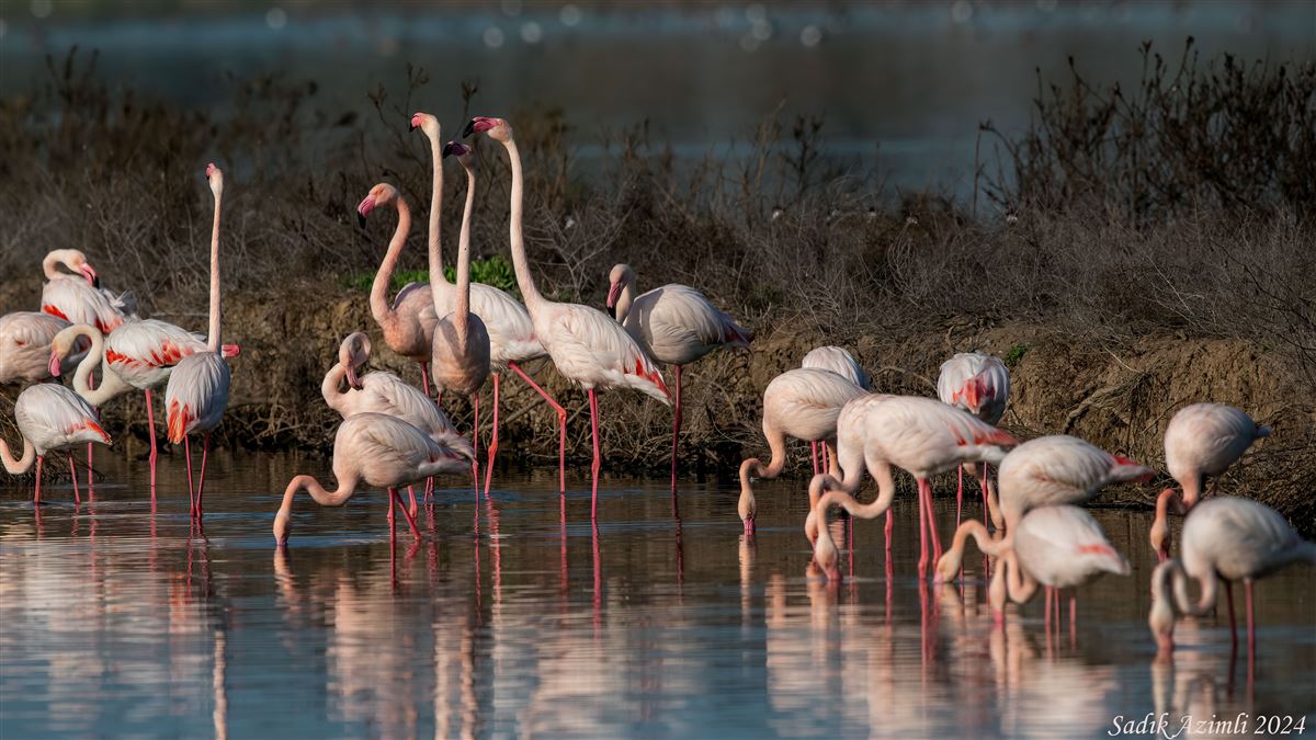Flamingo