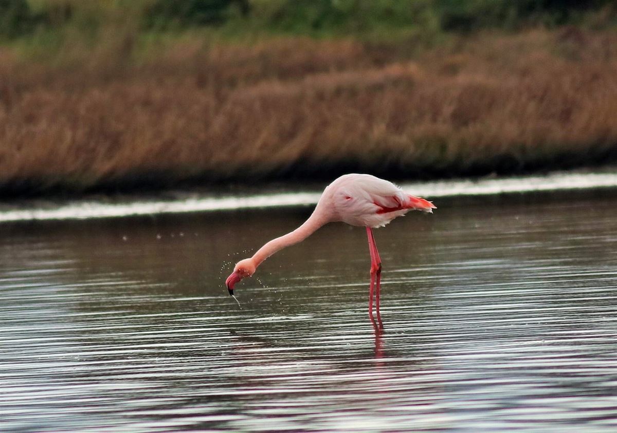 Flamingo