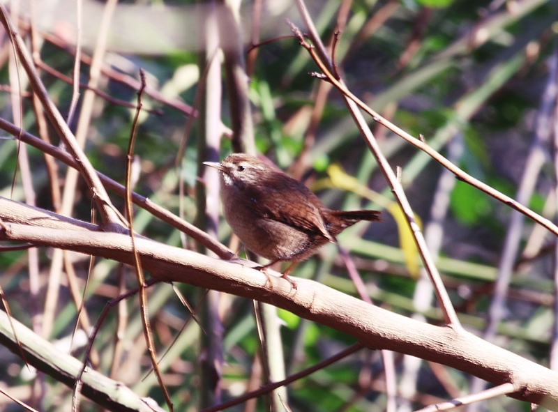 Eurasian Wren