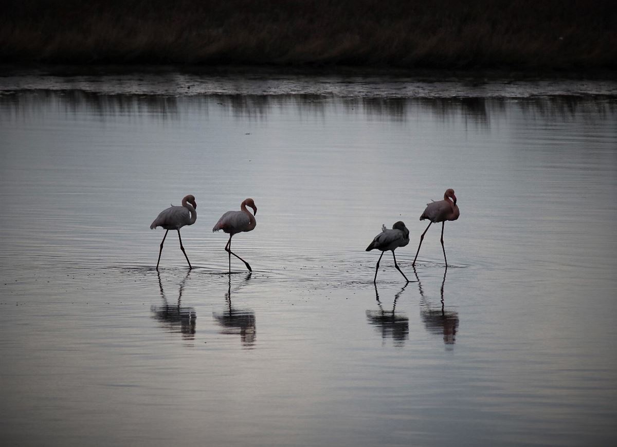 Flamingo
