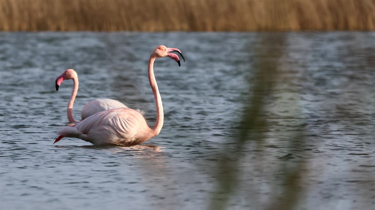 Flamingo