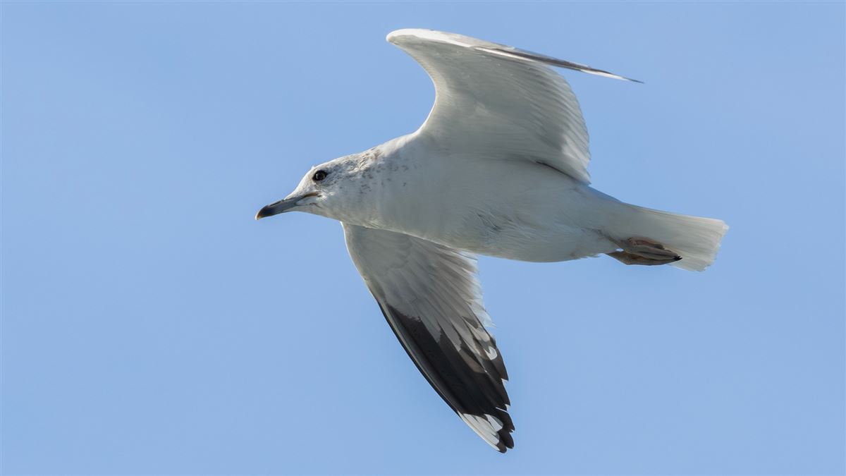 Common Gull