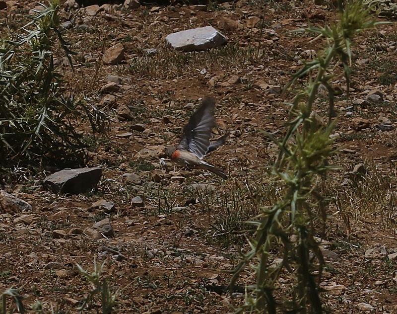 Ketenkuşu