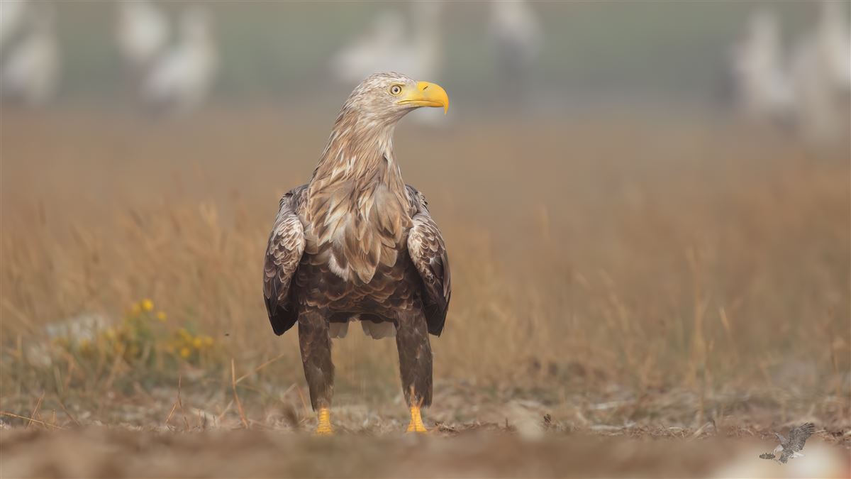 Akkuyruklu Kartal