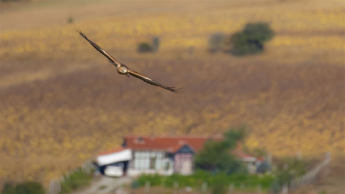 Kızıl Şahin