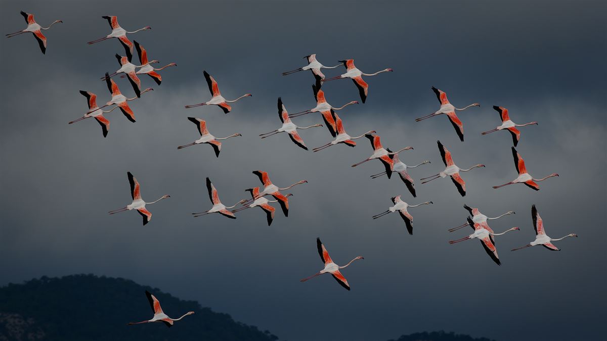 Flamingo