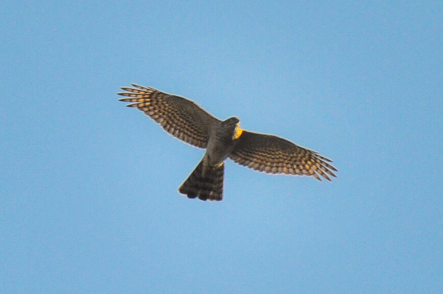 Atmaca