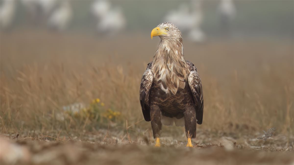 Akkuyruklu Kartal