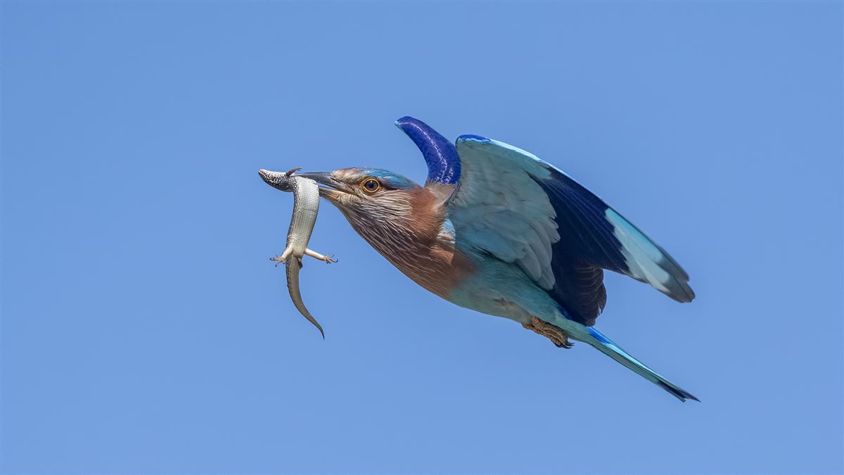 Indian Roller
